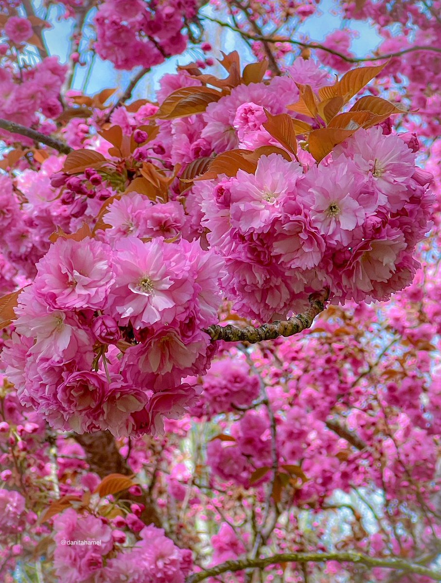 Good morning and happy Friday all nature and photography lovers!👋🏻 Let’s celebrate the weekend…. QP a photo with vibrant color. Here’s mine: Think pink! My cherry tree in full blossom right now!🌸🌸🌸 #Vibrant