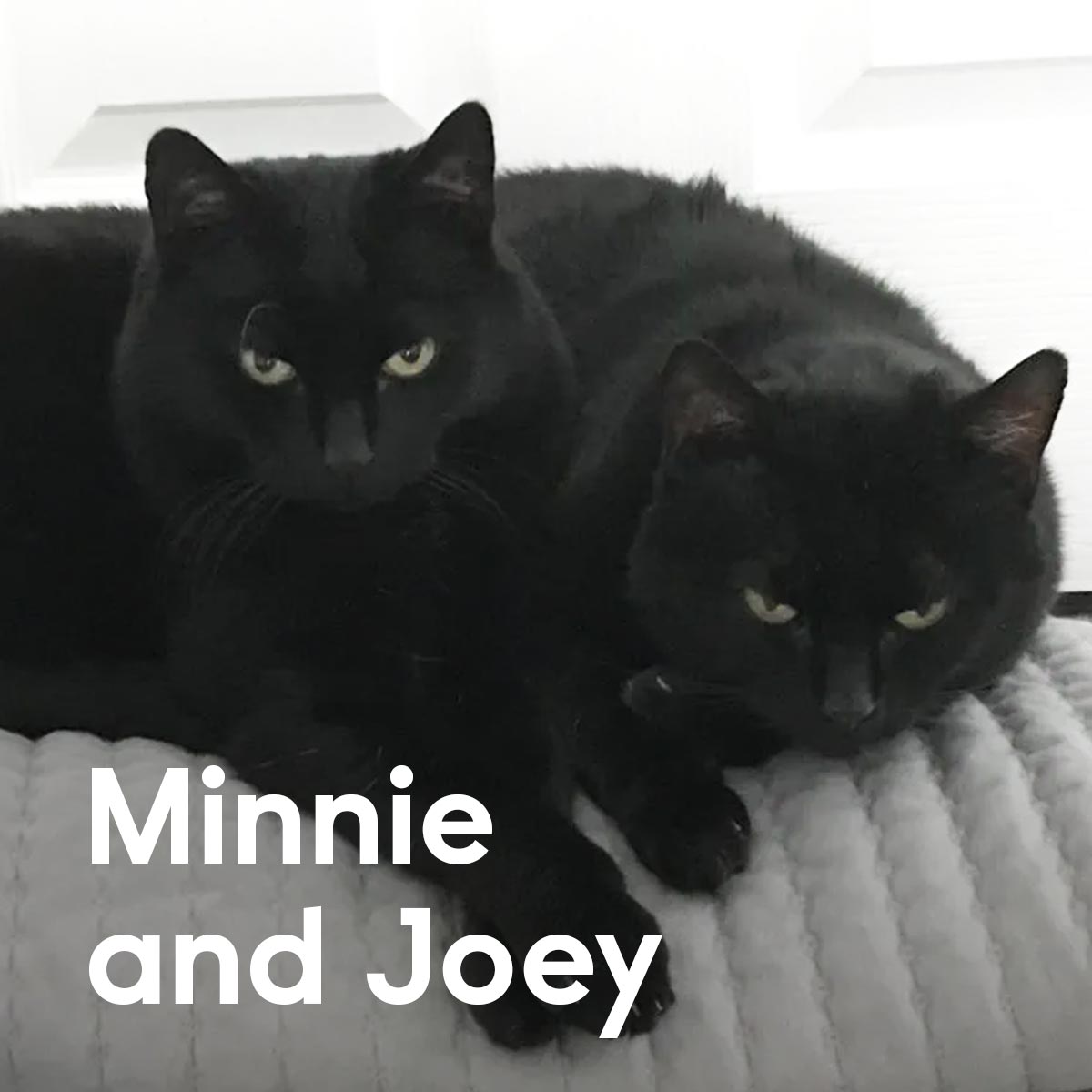 Felines in their twilight years make wonderful pets! Here are just some of our mature moggies looking for a retirement home. #WoodgreenPetsCharity #MeetOurCats bit.ly/43YZyYg