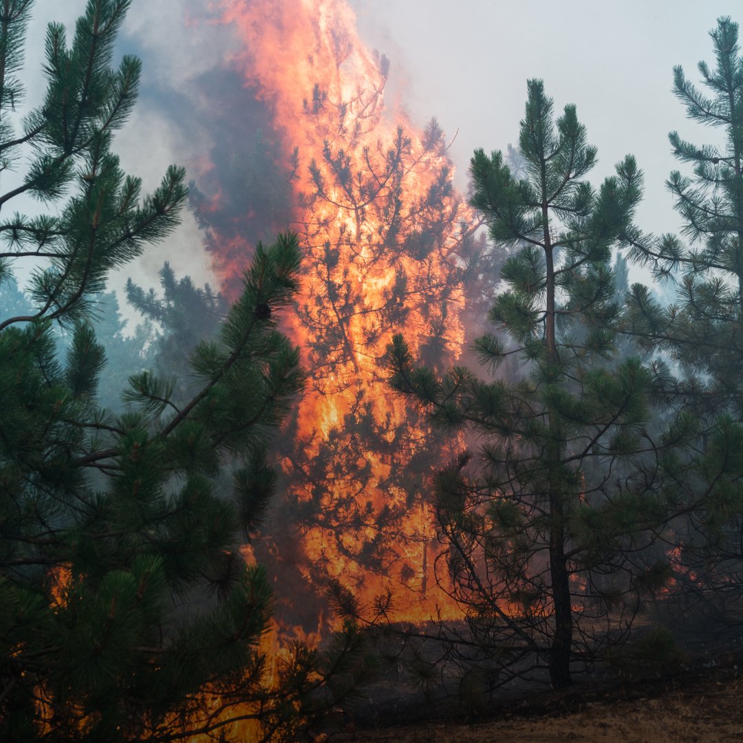 'A considerable area in the southern and eastern regions of Ukraine has been subjected to extensive artillery fire. This has resulted in wildland fires, contamination of the land with unexploded ordnance, and environmental pollution,' states the new research published by a group…