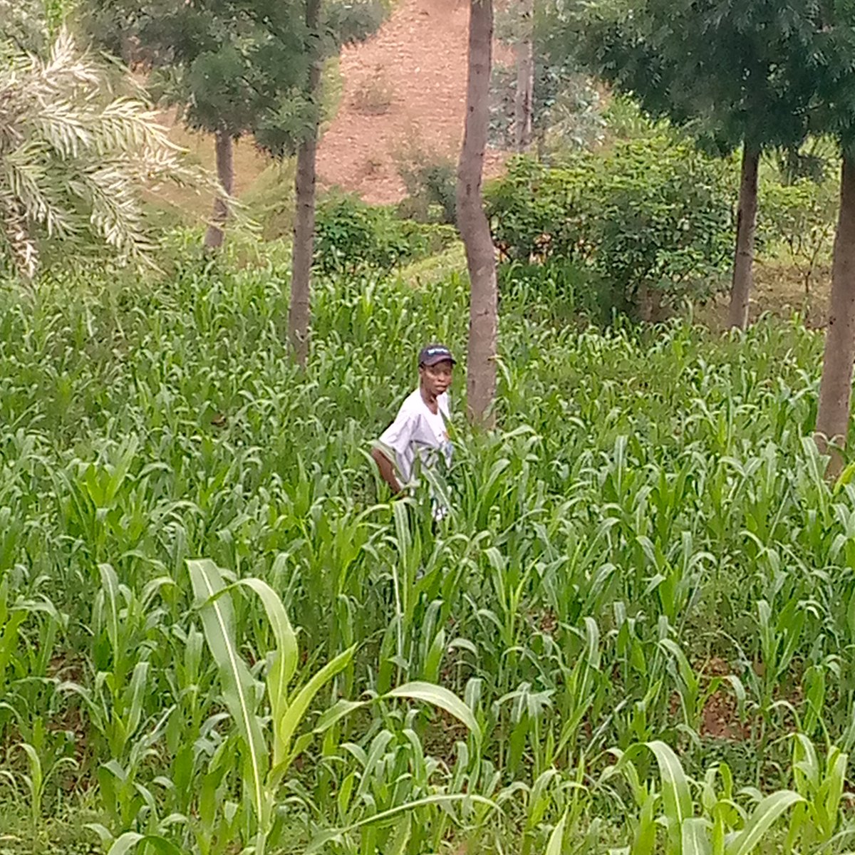 A visit at my farm sorghum plantation ,it's called amasaka in kinyarwanda .scientific name sorghum bicolor.This sorghum is at their stage of three months .they removes weeds after first when they are 10cm of height ,second at 25-30cm of height with clean up of the mess.