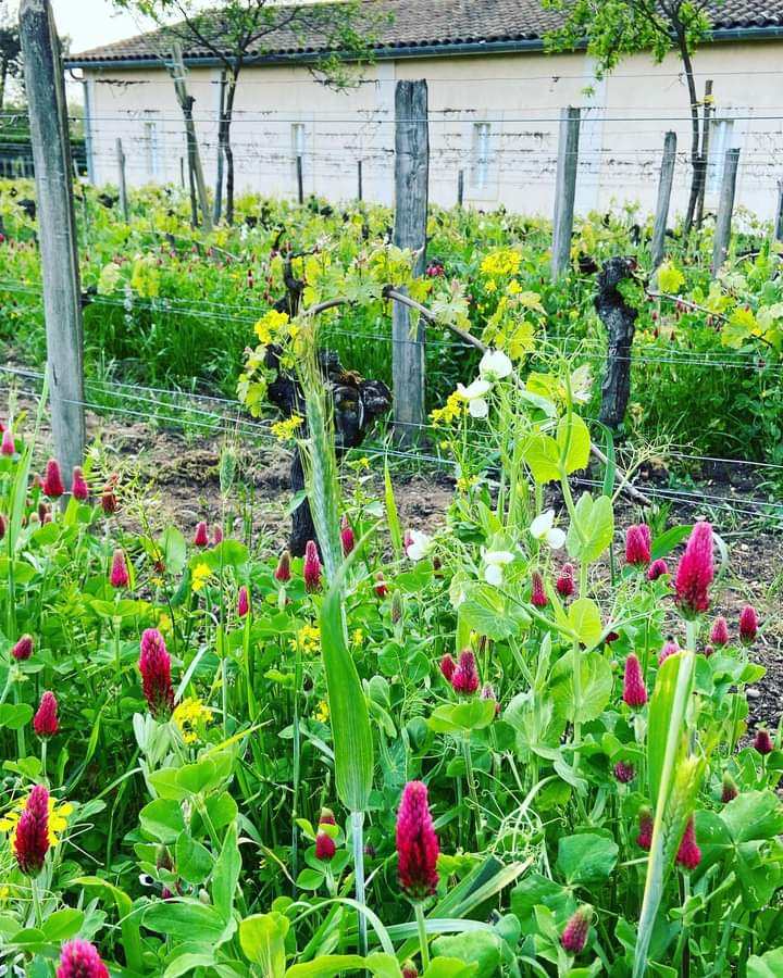 Biodiversité🦋 🐞 🌺 🐝 🪱 🌾 🐦#SaintEmilion #vignes #semies #cereales #legumineuses #papillon #butterfly #versdeterre #oiseau #coccinelle 🌸💚🌸💚🌸