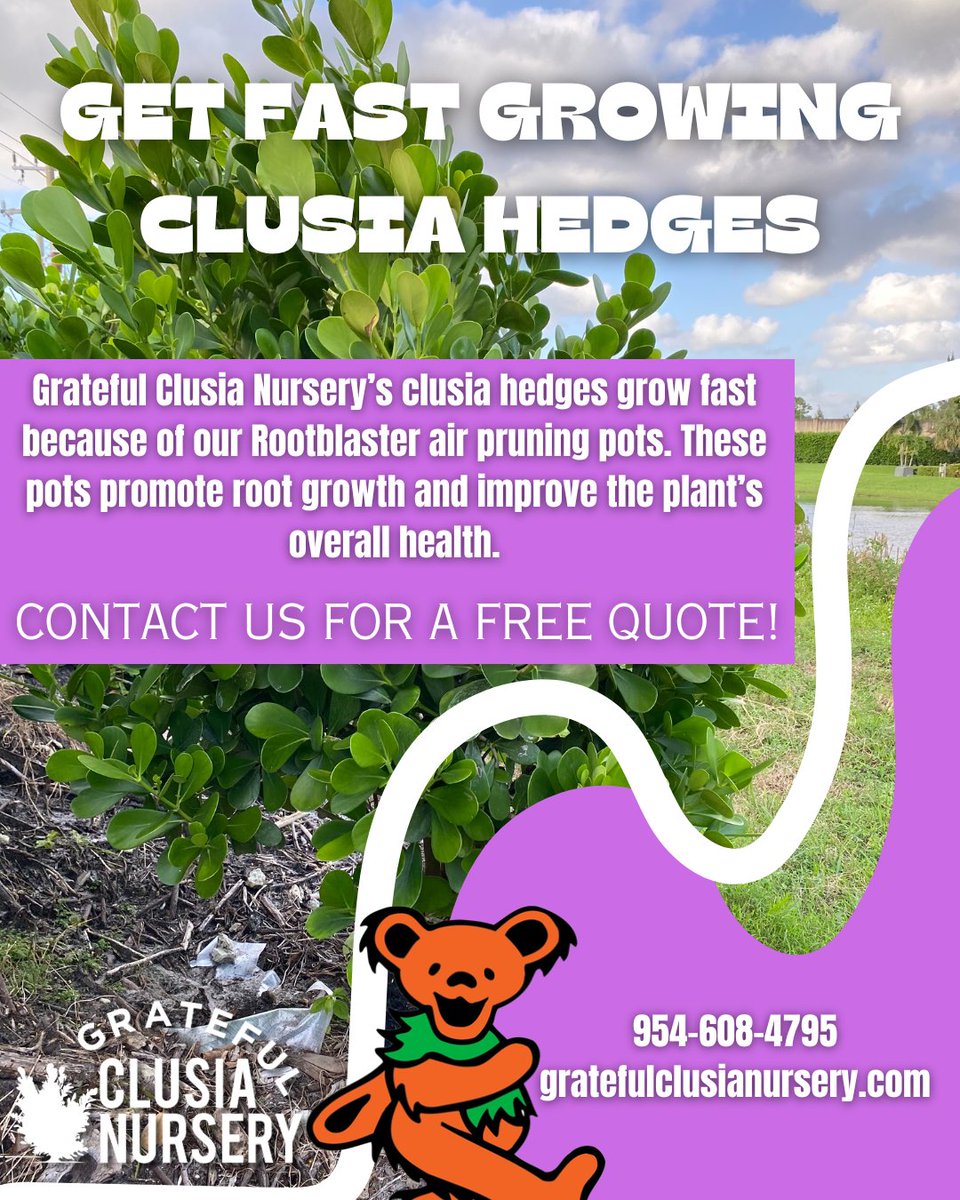 Transform your garden with our fast-growing Clusia Hedges from Grateful Clusia Nursery! Our rootblaster air pruning pots are the key to promoting root growth and enhancing plant health!

Contact us today for a free quote! 🌿 

#ClusiaHedges #calusiahedges #parkland #SouthFlorida
