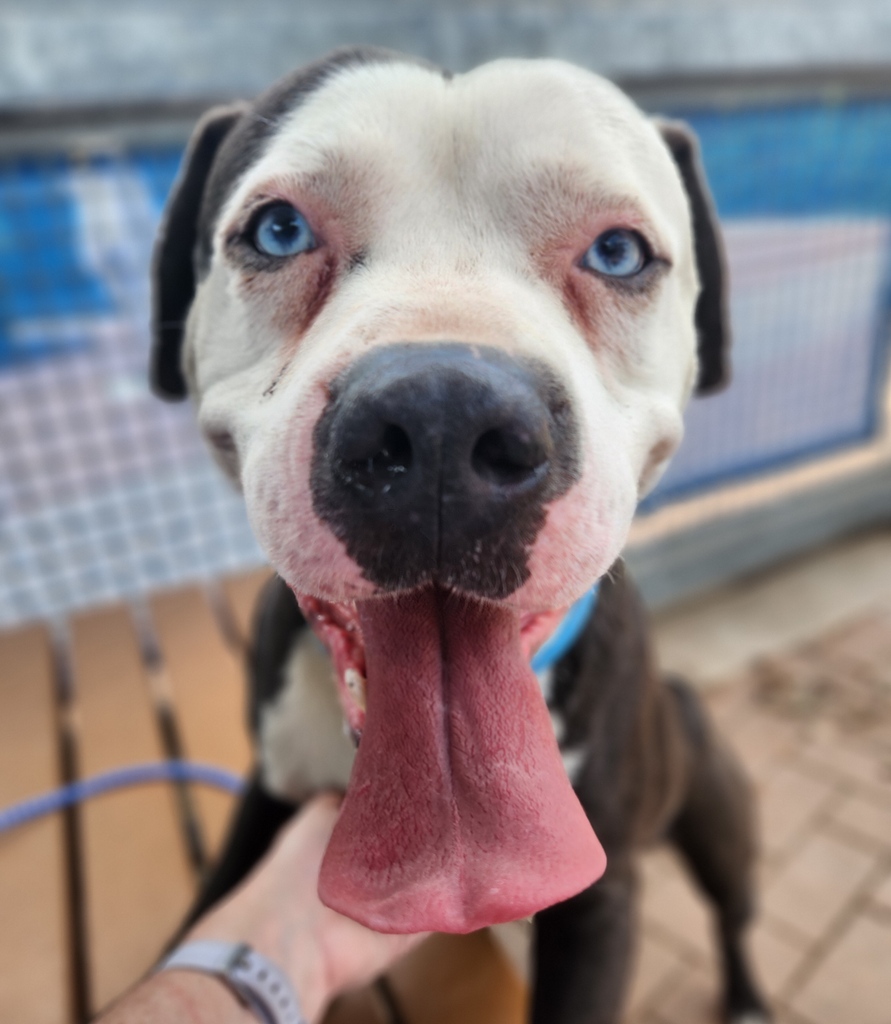 👆️ BOOP Those gorgeous baby blues belong to Stevie A901272! He's pretty new to us so we're still learning about him, but one volunteer described him as calm, cuddly, polite, and gentle.