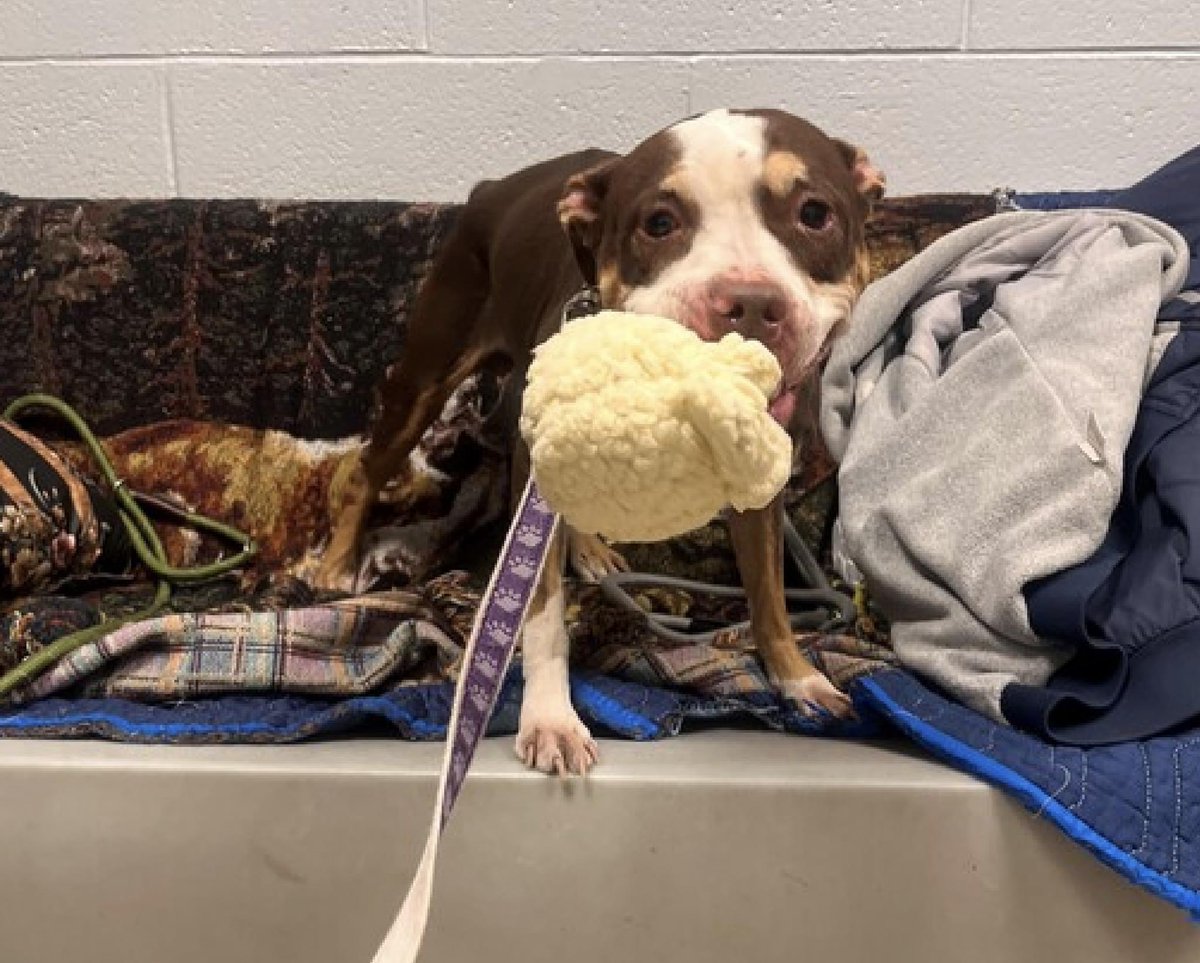 💔🐾 JOSIE🐾💔 #NYCACC TB☠️ 4/13 7yrs. 38lbs 😢 🏥PDDZ (Patient Ductus Arteriosus) where the heart ductus didn’t close at birth Kids 13+ Please #RT #PLEDGE #FOSTER #ADOPT #192141. 7yrs