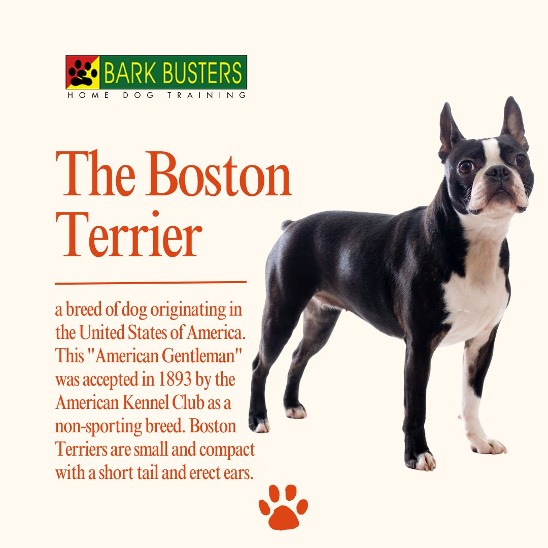 The 'American Gentleman' Boston Terrier, recognized by the American Kennel Club in 1893, boasts a charming demeanor with distinctive features like erect ears and a short tail.
.
Visit bit.ly/BarkBustervall…
.
#stephaniecurtis #dogtraining #puppytraining #valleydogtraining