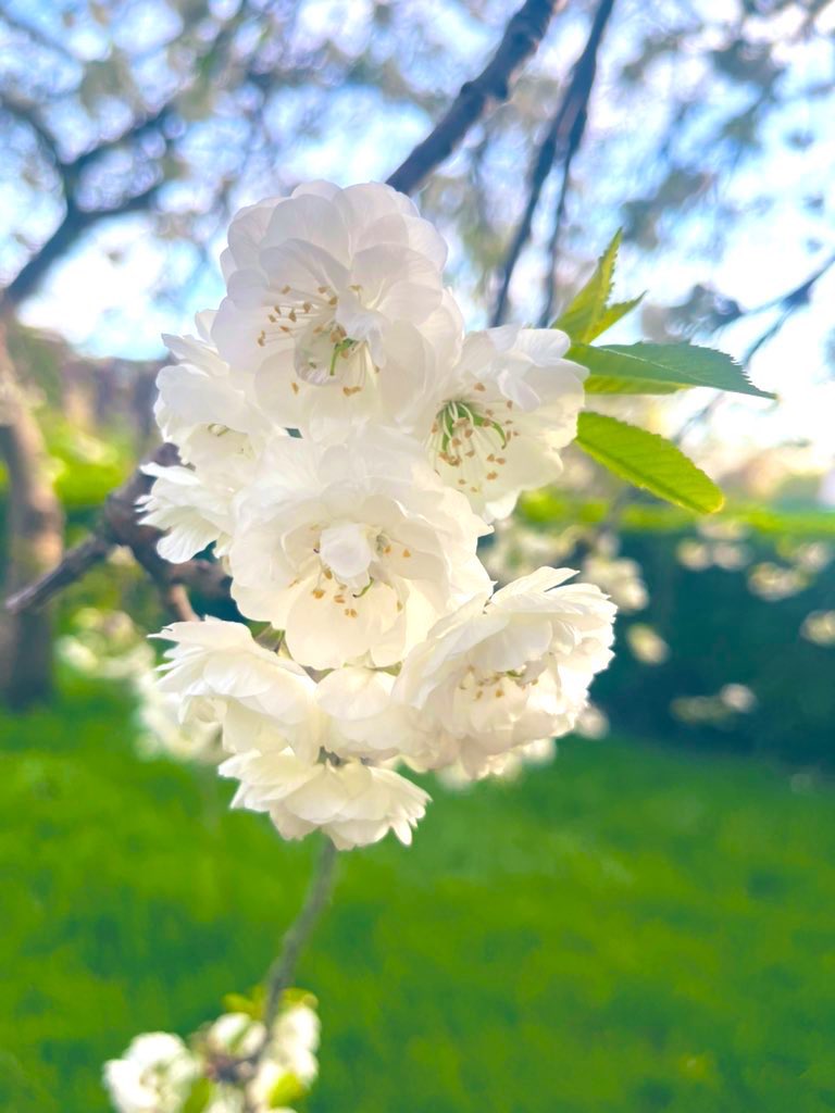 ~ More blossoming beauties that captivate my heart, from yesterday’s park running session. ~ 🏃‍♀️🌞✨🌸🤍

~

#blossoms #blossomlover #blossomphotography #sunlight #springtime #beautyofspring #postrunningsession #parkrun #beauty #nature #naturelover #photography #autisticwoman