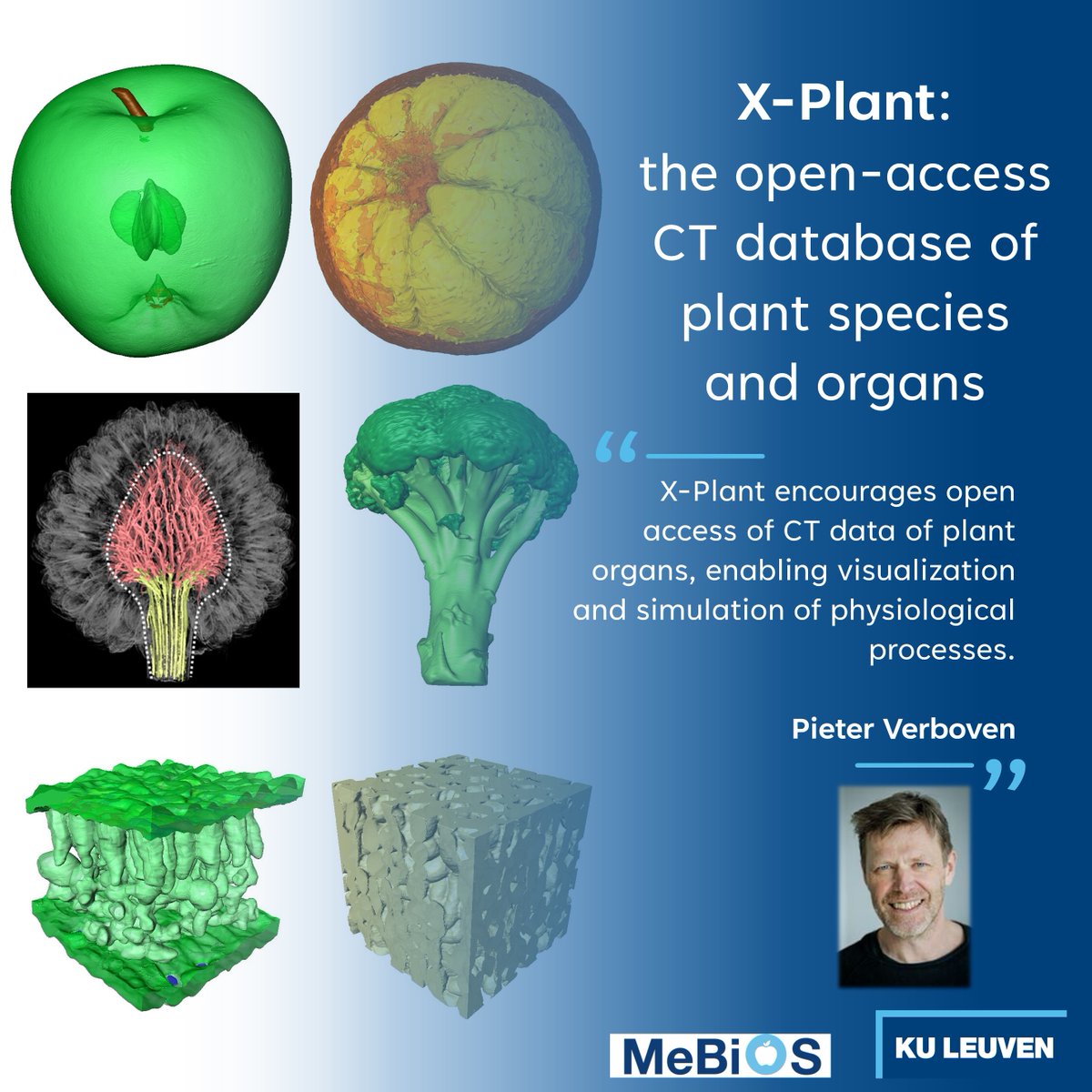 Over the years, we have collected large #CT datasets of various #plant species. Several years ago, we created an online platform to share data: X-Plant. It's still expanding, and diversifying! 👉 Discover here: biw.kuleuven.be/biosyst/mebios… @biosystkuleuven @LeuvenPlantInst