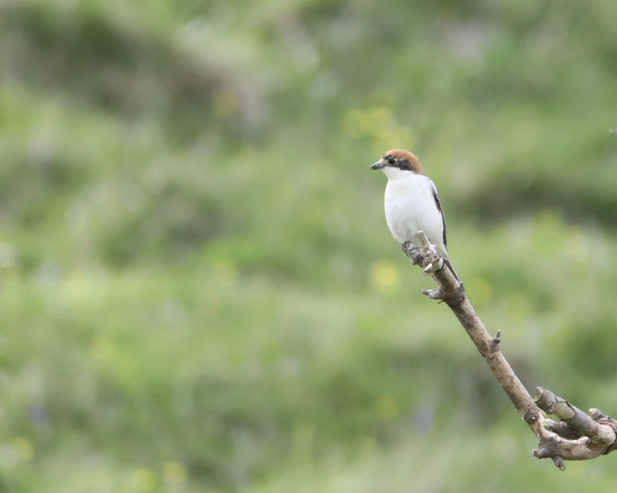 Thank you for finding this amazing bird @rosahicks_wild (and @ewan_turner23 for helping me find it).  Great views of it at noon before the bird disappeared further into the forest.
@BTO_Ceredigion #birdseenin2024