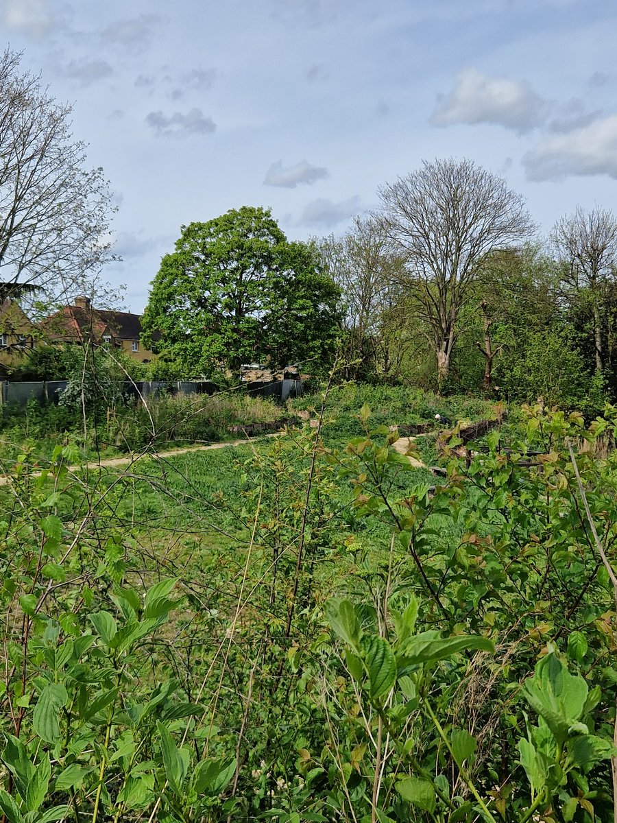 SalmanShaheen's tweet photo. Northcote Nature Reserve transformed. Thanks to the passion and hard work of the Friends, @LBofHounslow, @TheLamptonGroup Greenspace360 and @Maydencroft teams, this unloved scrap of land in #Isleworth has become a burgeoning natural wonder with a new tidal inlet for the Crane. https://t.co/d1UIG2U8li
