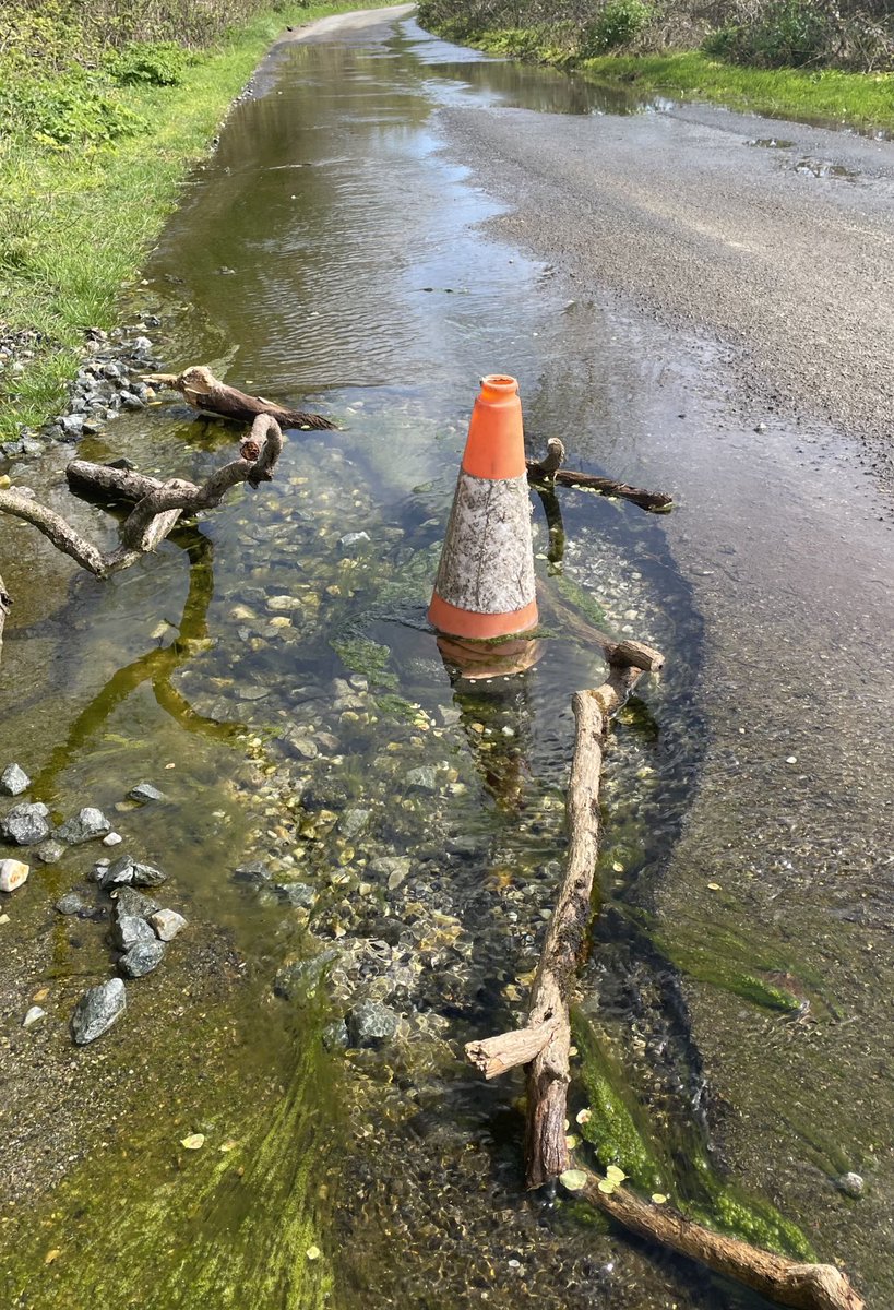 Next level pothole, Devon. Has developed its own ecosystem.