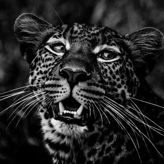 Give me a smile - leopard, cheetah & lioness by Laurent Baheux - Tanzania 2015 laurentbaheux.com Réapprendre à cohabiter avec les prédateurs, à côté de chez soi ou partout sur la planète, à partager le territoire et vivre en harmonie avec l’ensemble du monde animal