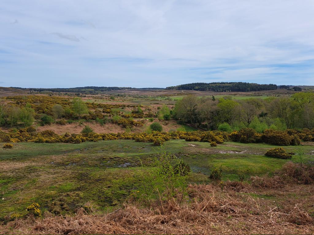 First warm AND sunny day of the year! Brimstone butterflies everywhere and just saw 3 swallows over Abbottswell 🌞😄