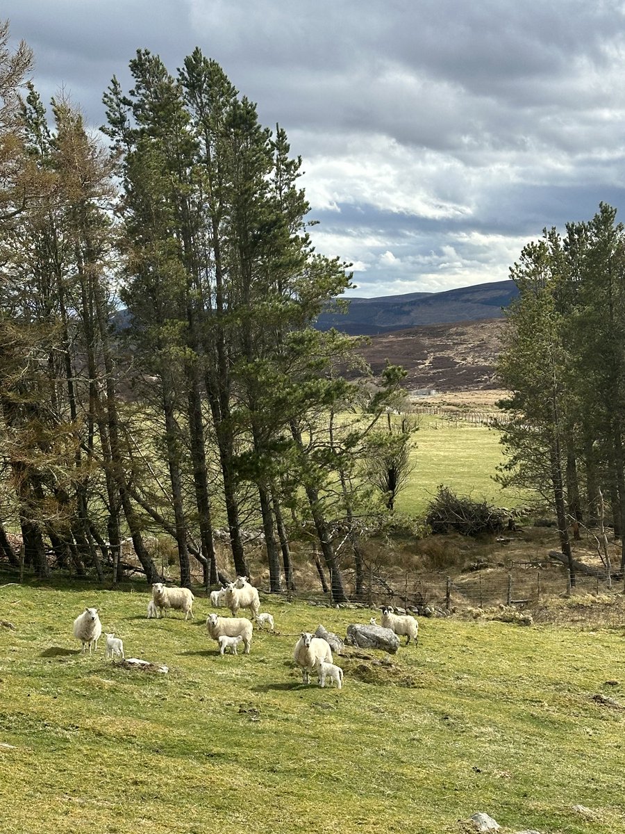 Springtime in 🏴󠁧󠁢󠁳󠁣󠁴󠁿 🐑🐑🐑