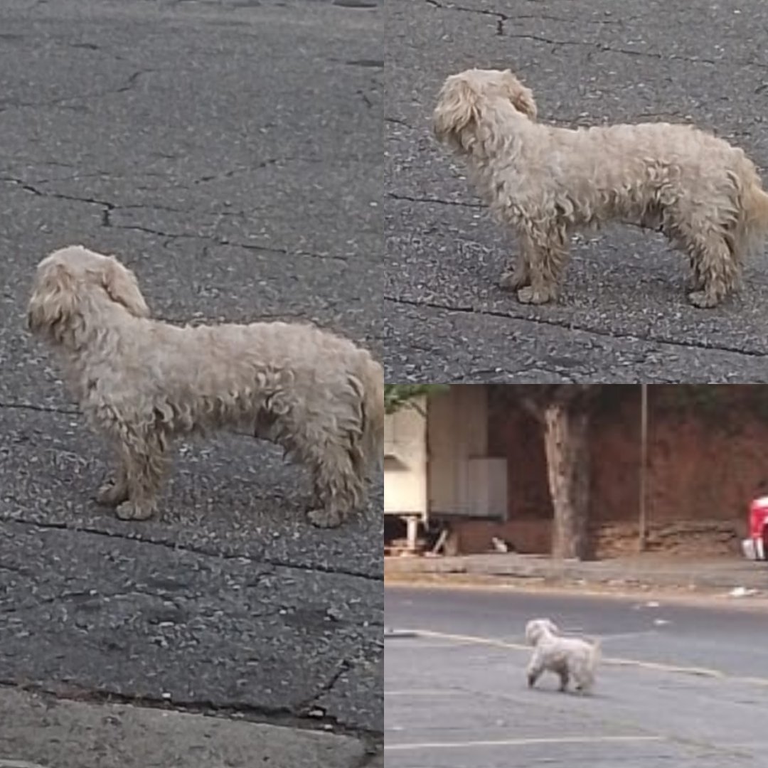 Reporta @eglesca: Perrito abandonado o extraviado deambula por la calle 6 de La Urbina. Si conoces a sus dueños por favor buscarlo. No hay número de contacto. Caracas.