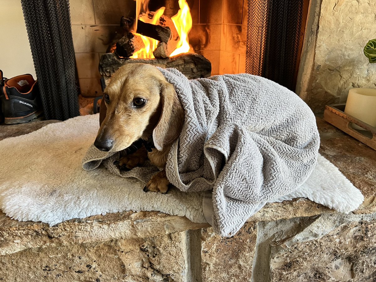 Guess who FAFO’d his way into the once frozen pond he’s not supposed to be on?