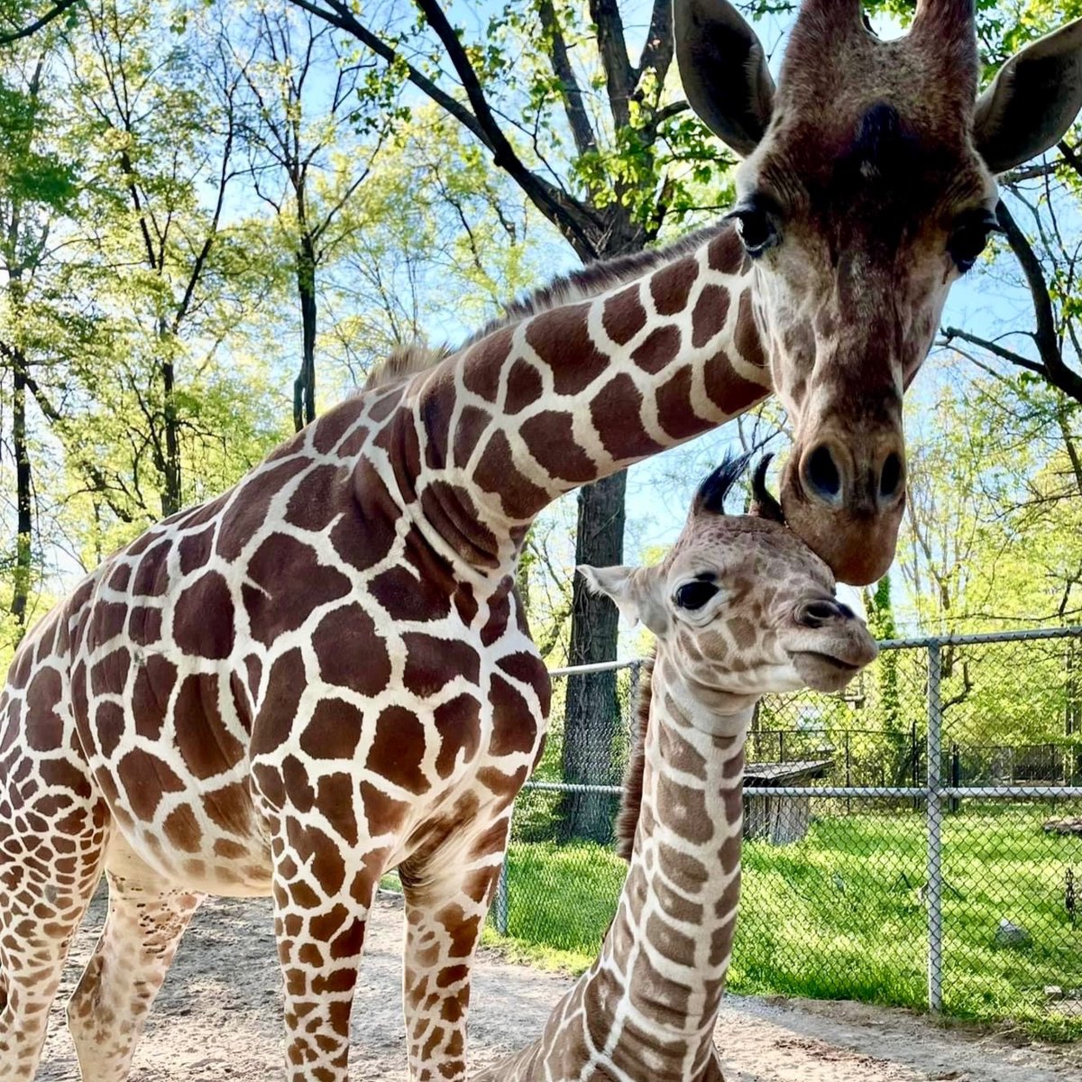 Wendy and Fitz 💛 Photo by Keeper Emily #FitzFriday #memphiszoo