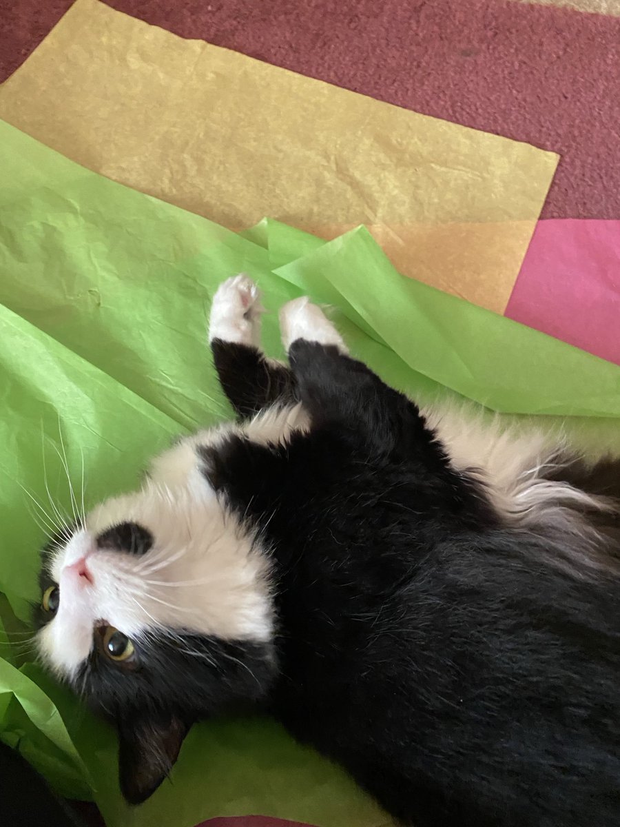 🐾This is my #FriYay morning. 
     Laying on my tissue paper & 
     getting ready for Meme to give
     me & Sabrina a 😌 brush.🐾
            ❤️😘🤗 to all! 🖤🤍~Sally

#CatsOfTwitter #CatsOfX #TuxedoCats #FridayVibe #CatsAreFamily #AdoptDon’tShop #CatPeople #Cats