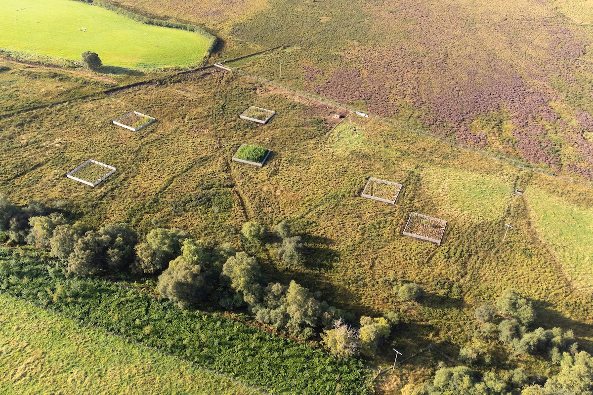 Restoring native woodland in landscapes grazed by cattle & deer can be challenging without the use of fencing. Across the #Northwoods Rewilding Network, we’re using seed islands – small enclosures protecting species such as aspen – to promote growth before the fence is removed.