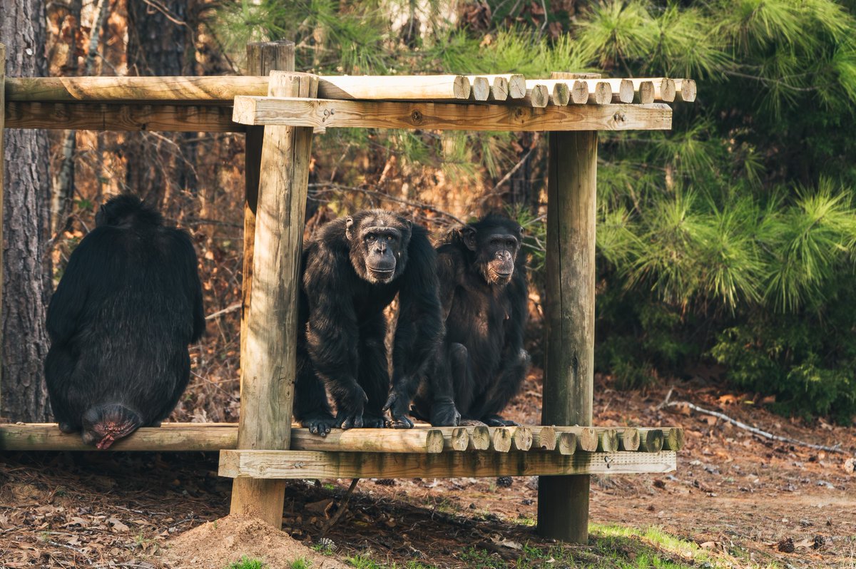 This spring, the Treetop Ten at @ChimpHaven have been spending more time outside enjoying the nice, sunny weather. Photos highlight Tequila and his groupmate December who love the attention from their caregivers.