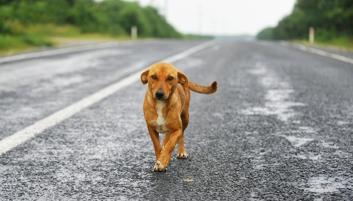 Perdus, abandonnés ou blessés… Des chiens et chats errants, mais aussi des animaux sauvages dans le besoin, peuvent croiser votre route. #30millionsdamis rappelle les bons gestes à adopter ! 30millionsdamis.fr/conseils/conse… 👇