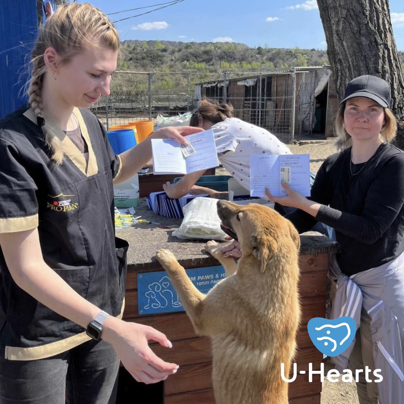 Pet health is very important, so at U-Hearts, we take care of pet #Vaccinations 💉, which are essential!

Thanks to our collaboration with @ifawglobal for the Save Pets of Ukraine initiative, 1200 pets will be vaccinated by the end of May 🐾 (1/3)

#Pets #Ukraine #PetHealth
