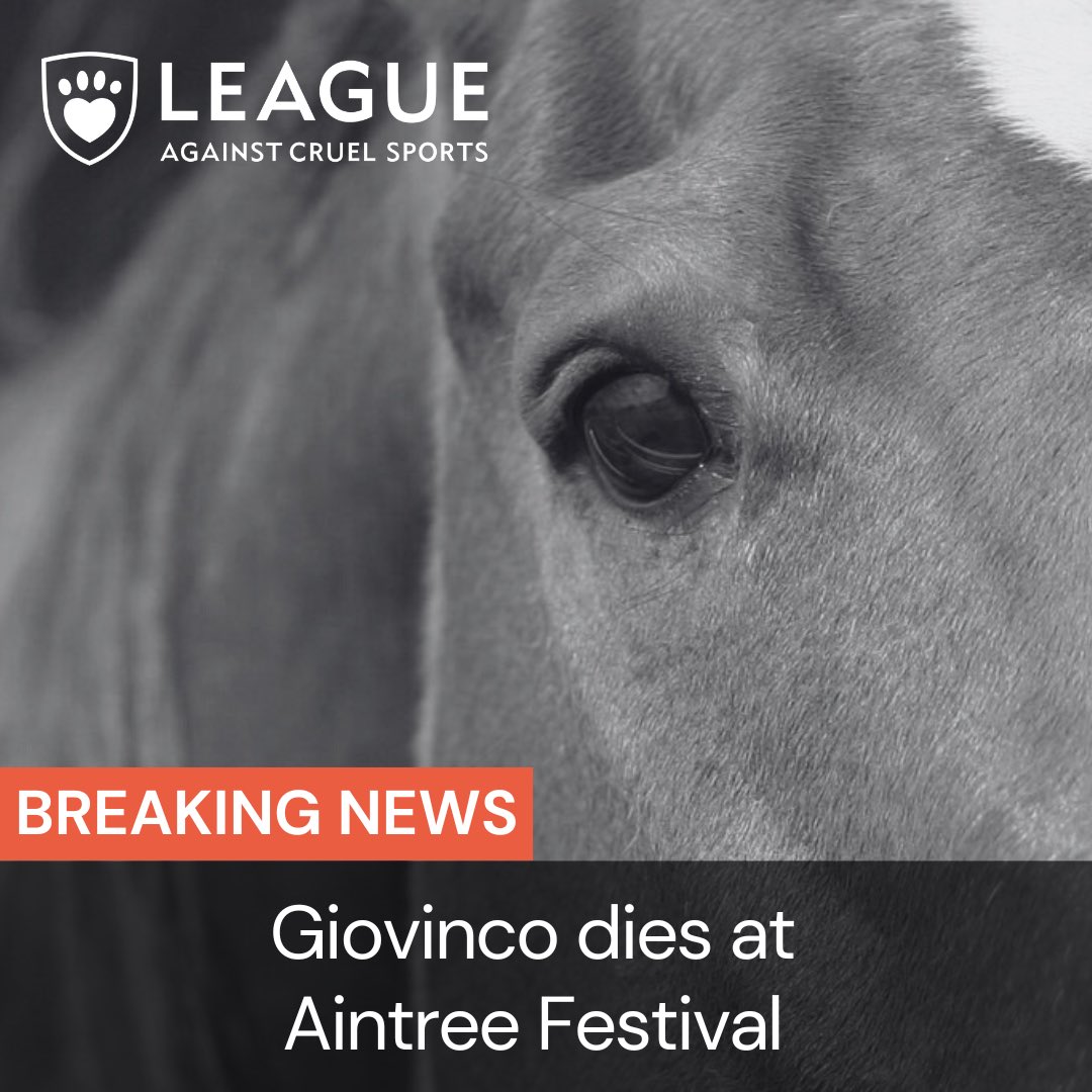 🚨BREAKING: First Grand National 2024 death at Aintree Festival as Giovinco, aged seven, suffers fatal injuries in fall at final fence. This tragic incident underscores the urgent need for stricter safety measures in horse racing. These fatalities don't need to happen! Read