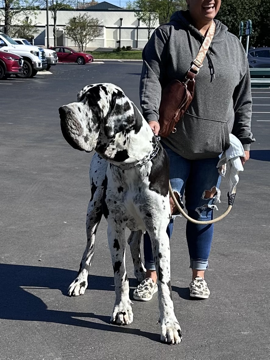 We ran into “Oakley” (a beautiful Harlequin Great Dane)in the PetSmart parking lot!  Big boy!  190lbs.