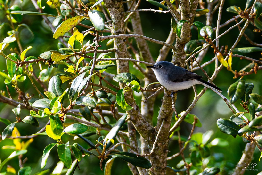 Captured this precious moment in one of Gainesville's many local parks - a tiny Blue-Gray Gnatcatcher perched delicately on a branch 🐦💙 Can you handle the cuteness?  Comment below!!

#gainesvillebirds #birdwatching #tinybirds #naturephotography #ᴀᴅᴏʀᴀʙʟᴇ #birdsofflorida