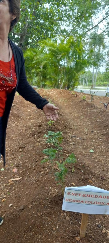 'Si el hombre sirve la tierra sirve', dijo Martí. Recorremos el Jardín de Variedades de Plantas Medicinales, en el Instituto Politécnico Rubén Martínez Villena en #Boyeros. #LaHabanaViveEnMí #CubaViveYTrabaja