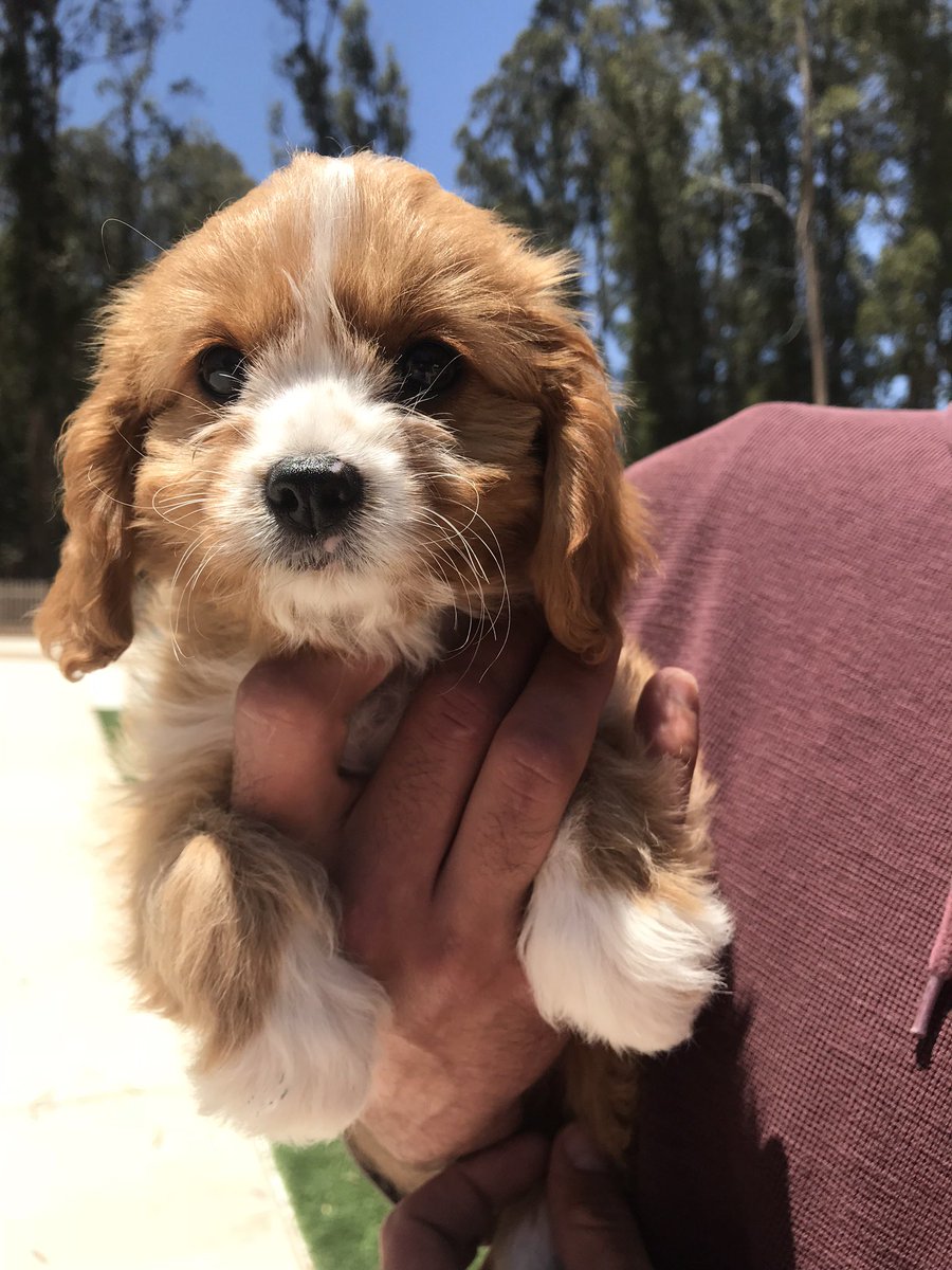 Andrea 🍓 Berry tweet media