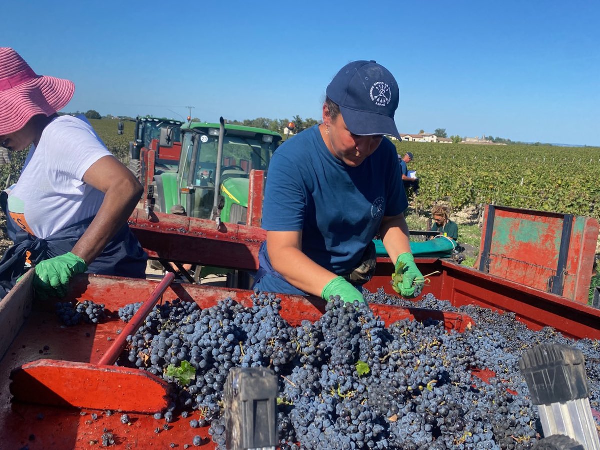 My ‘Bordeaux 2023 weather and crop report’ was published today. Rather a lot of stats and detail. #bdx23 #bdx2023 newsletter.bauduc.com/t/y-e-xujjyik-…