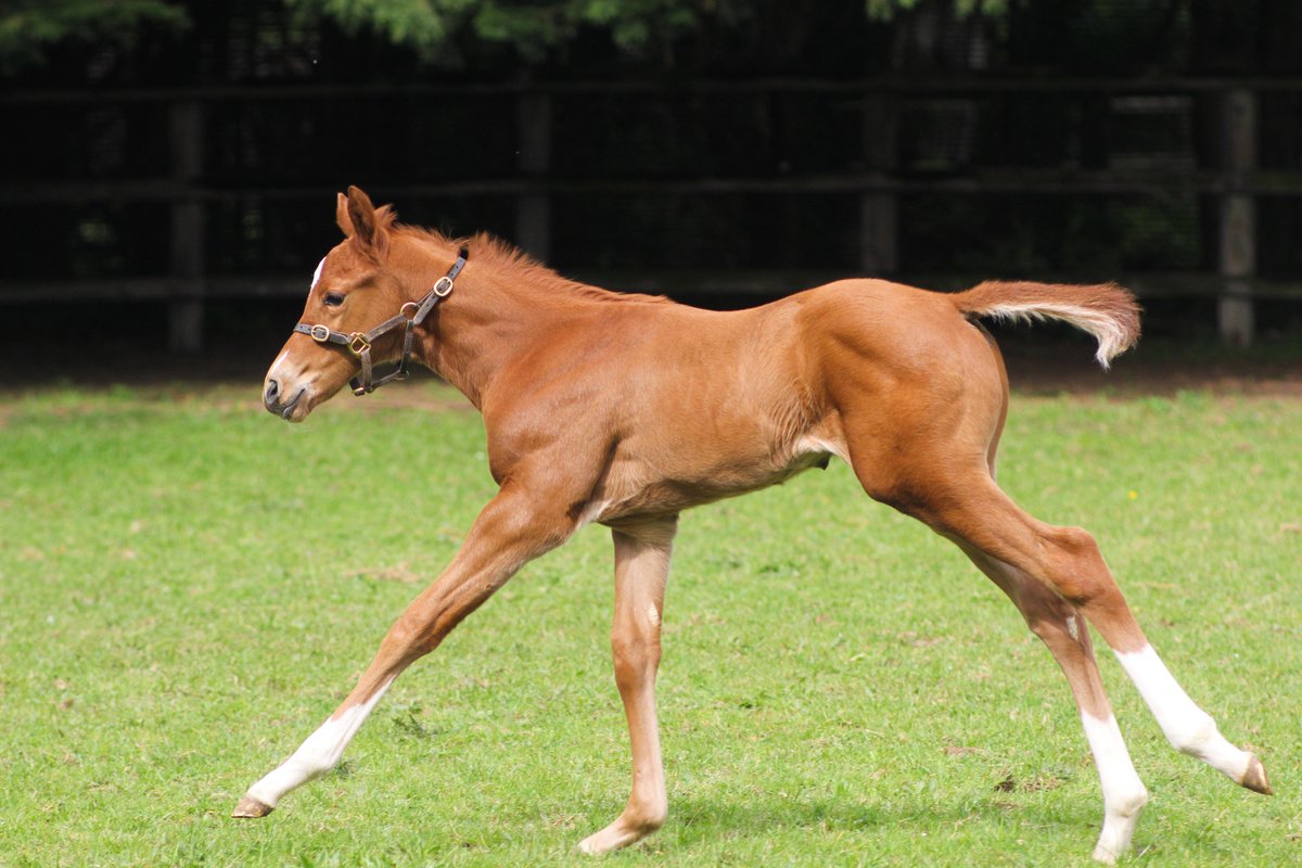 Full power 🔋 💨 for #foalfriday This Almanzor colt enjoyed a leg stretch this afternoon in the sun 🌞 #Almanzor #foalingseason24 #nsfoaling #fast #futurechampions #legstretch #beastmode #fullpower #chestnutfoals #cute #rpfoalgallery #nsservices