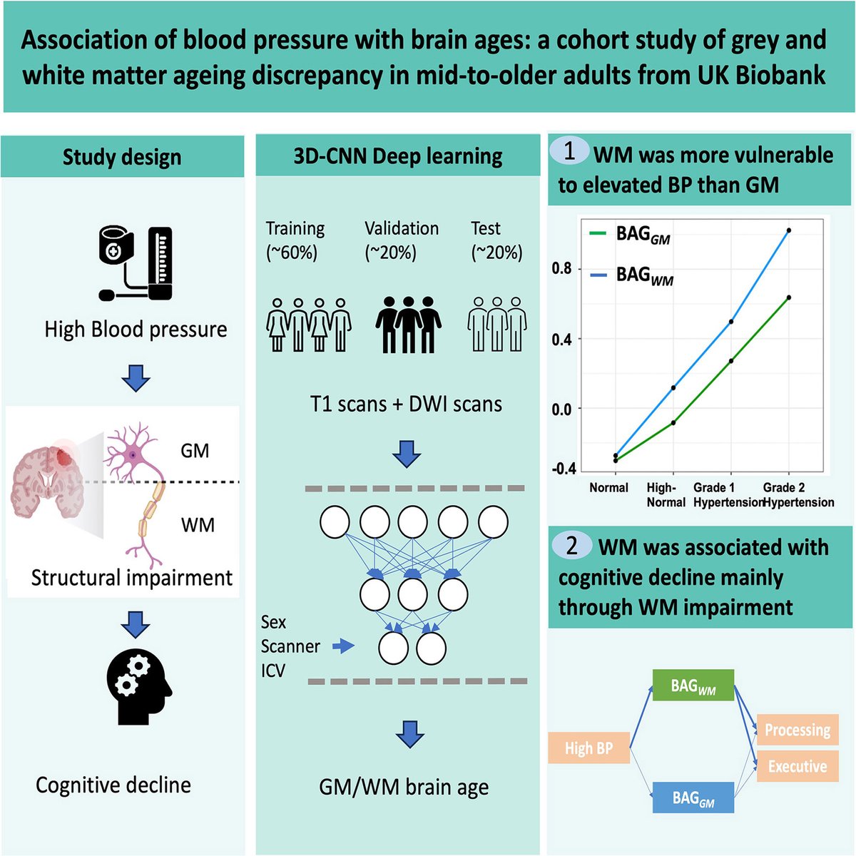 Association of blood pressure with brain ages: a cohort study of grey and white matter ageing discrepancy in mid-to-older adults from UK Biobank @IvorTsang318592 @sachdevps @alta_schutte ahajournals.org/doi/10.1161/HY…