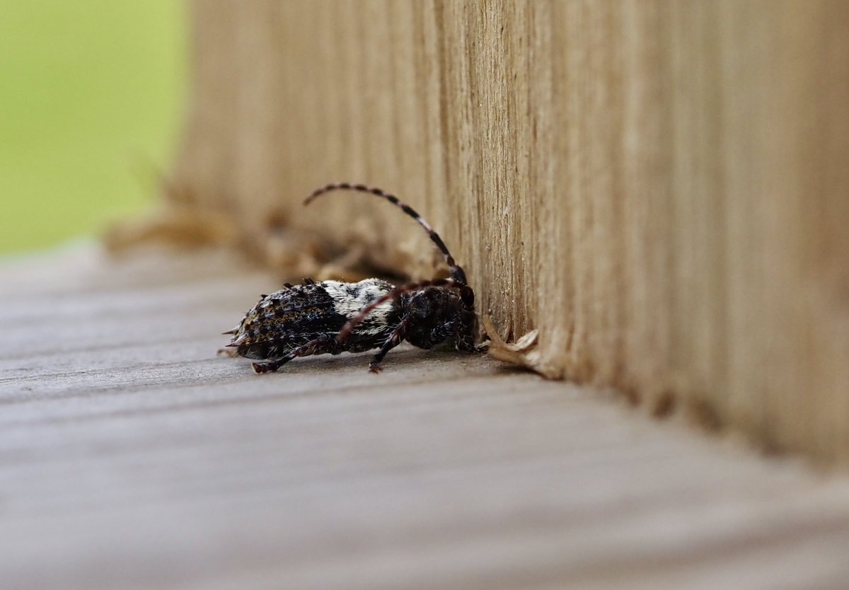 Such an interesting Longhorn beetle Pogonocherus hispidulus @ColSocBI