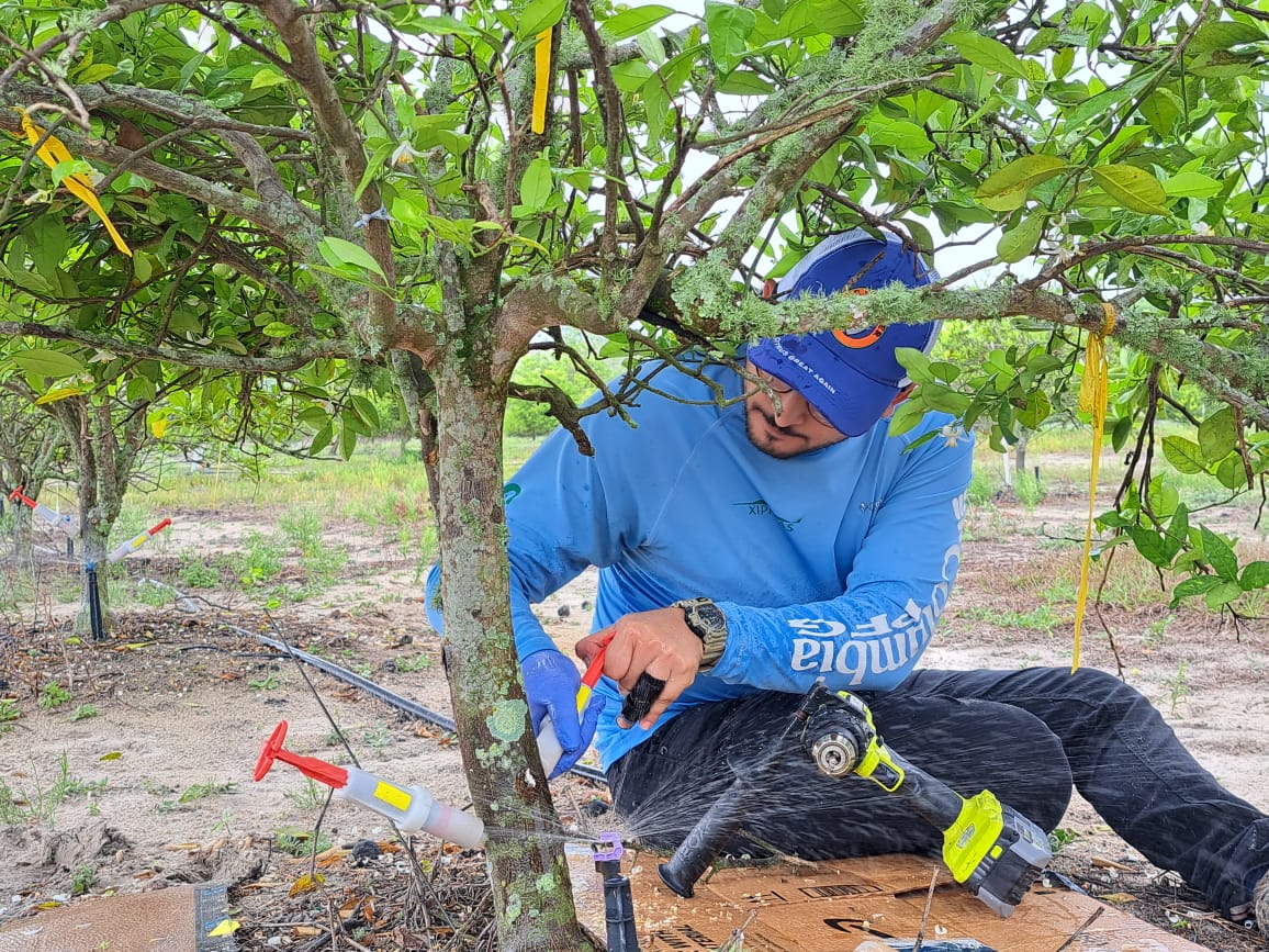 Somosento1's tweet image. Do you enjoy citrus fruits🍊🍋?... You can thank Dr. Erik Roldan (@Bugging_Me_Out) for dedicating his time and work to develop therapeutic interventions for citrus greening management. Erik is building a career path that brings solutions to major agricultural industries.