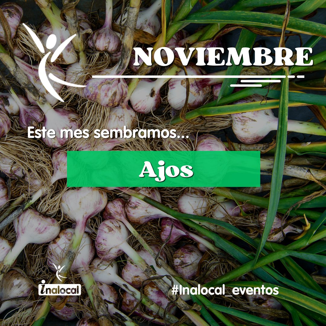 inalocal's tweet image. Noviembre... ¿Qué plantaremos este mes? 🧄
👩🌾 Llega noviembre y con él, el momento de plantar un básico indispensable en la cocina: el Ajo. 
#Inalocal #Ajos #Noviembre #Cursos #Formacion #Campo #Agricultura #Gastronomía #Salud #Sostenibilidad