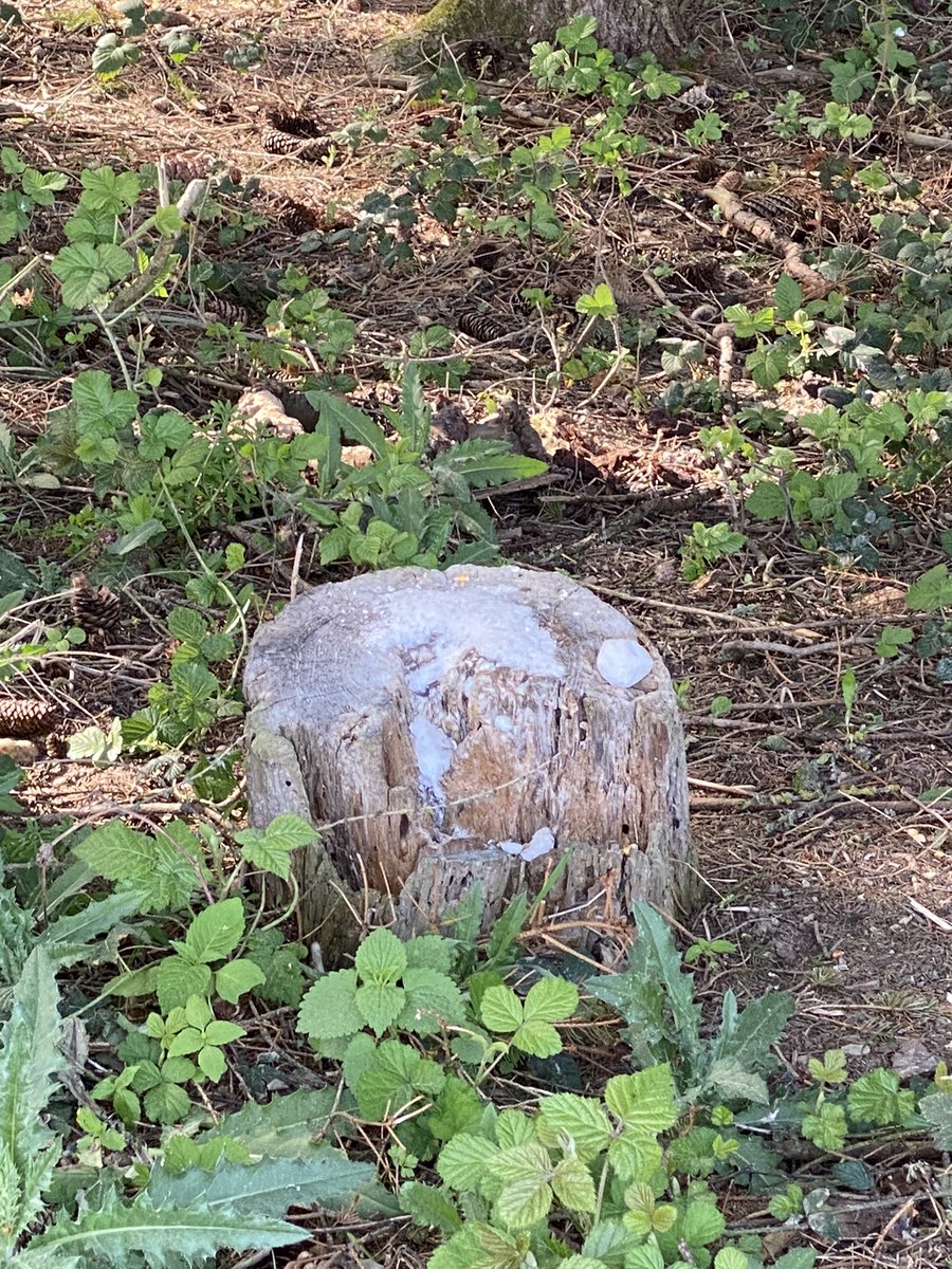 In Lower Bavaria it’s common to see salt coming out of tree stumps 🤪