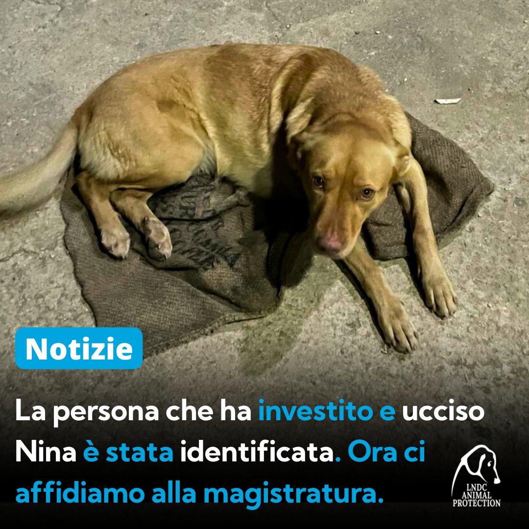 LNDC Animal Protection tweet media