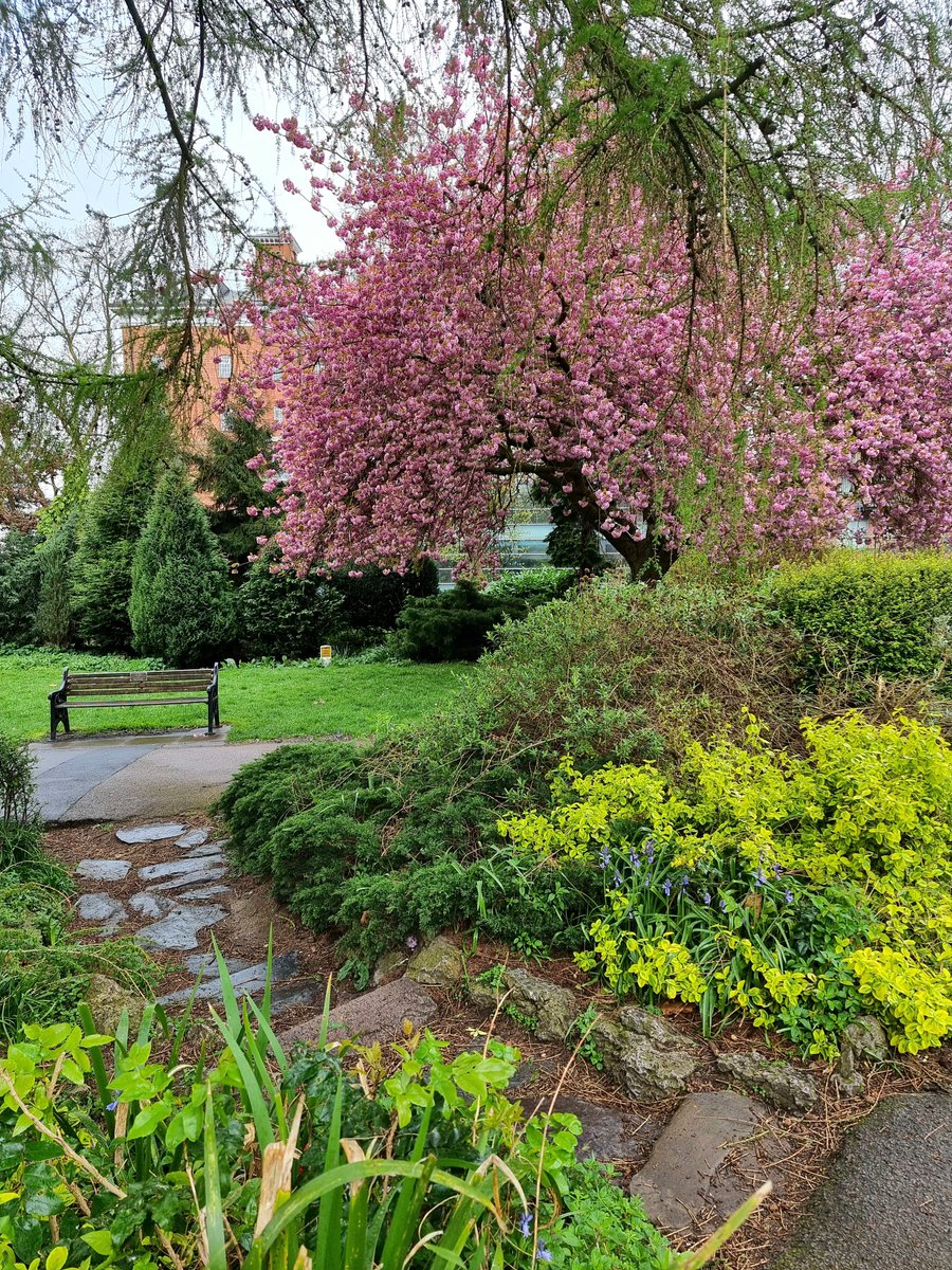 Even a grey day can't dull the beautiful blooms in Castle Gardens, sat beside our campus.