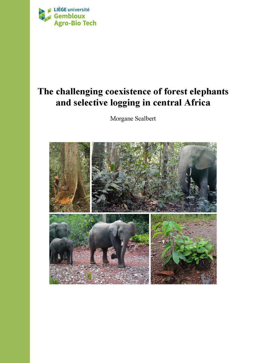 👨‍🎓Congratulations to Morgane Scalbert @FORIL_Uliege, who brilliantly defended his PhD entitled 'The challenging coexistence of forest elephants and selective logging in central Africa' (@AgroBioTech,@UniversiteLiege ) plus d'info: hdl.handle.net/2268/315954