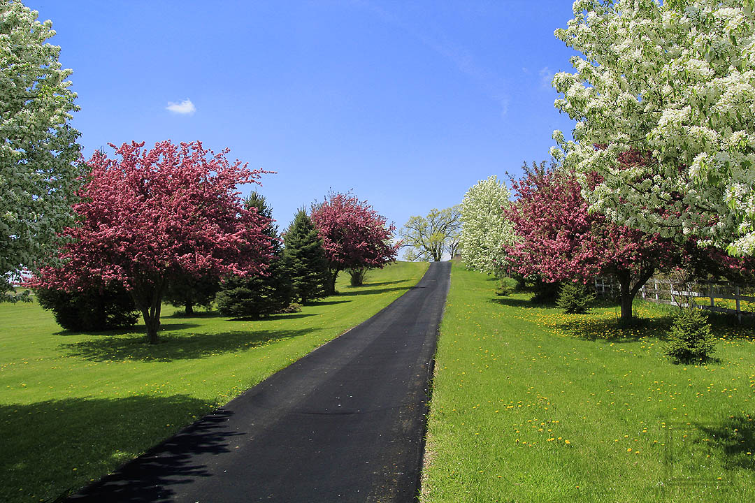 The pink and white #CrabApple trees along the driveway taken a few springs ago. (5-15-2019) #KevinPochronPhotography #kjpphotography #Canon #CanonFavPic #ShotOnCanon #Canon60D #Photography #NaturePhotography #Nature #trees #Blossoms #grass #sky #spring #Wisconsin @CanonUSA