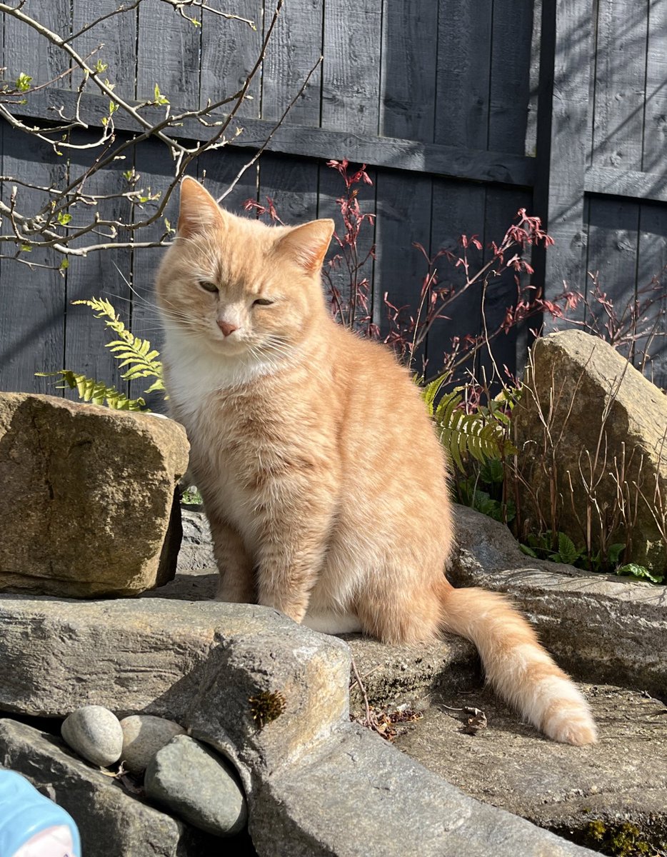 Little bit of sun this afternoon, making most of it and enjoying the garden . Nice to get some fresh air and watch the birdies 😻🧡 #CatsOfX #adoptdontshop #rescuecat #catlovers