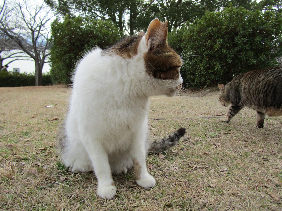 何しに行くん？

――ちょっと、ゲロ吐きに……

#猫好きさんと繋がりたい #猫のいるくらし #地域猫