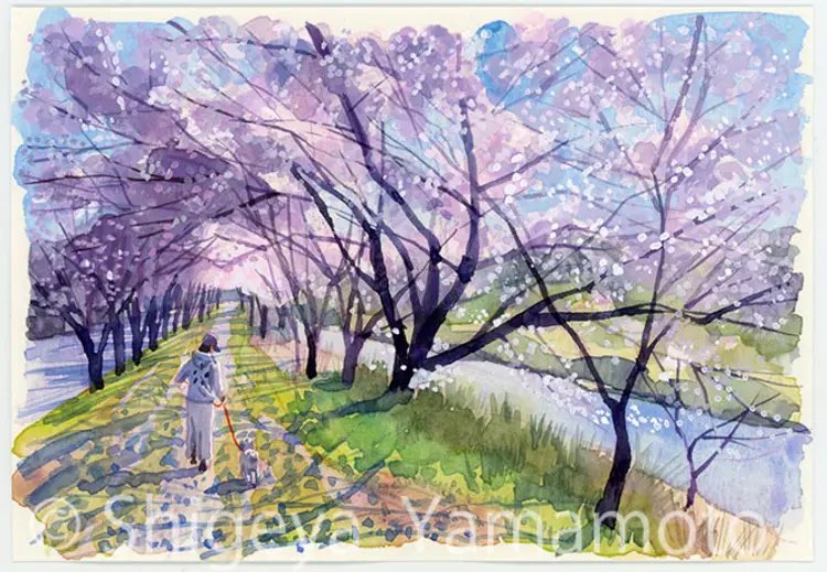 仕事の合間に桜の景色を見に出掛けています。
昨日は地元の人に教えてもらった神山川沿いの桜並木を訪ねました。満開となった桜が土手の上で重なりトンネルとなっていました❣️素晴らしい桜の景色でした！
#気仙沼 
#神山川桜並木 
#桜 
#watercolour 
#透明水彩 
#illustration 
#イラストレーション