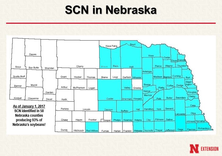 #SCN has been found in 59 #Nebraska counties that produce 93% of the state’s #soybeans — some soil samples had over 136,000 eggs per 100 cc! See what @UNLincoln @UNLExtension experts recommend for #soilsampling and active management: bit.ly/4cxLGIm.