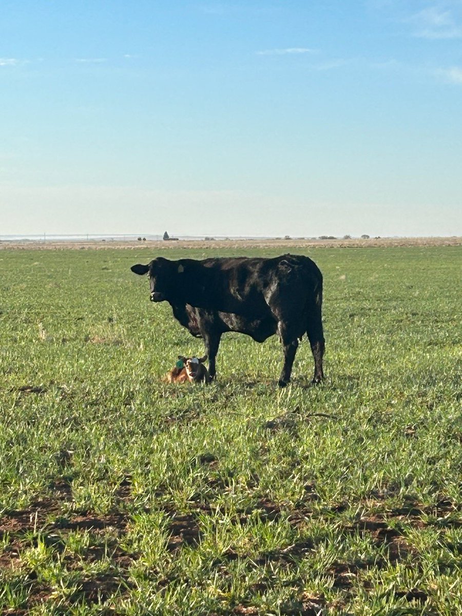 FarmsKey's tweet photo. Happy Friday!  Don't forget that Mother's Day is around the corner, so grab a nice Porterhouse or NY Strip steak to celebrate. Shoplink in bio. 
#mothersdaygiftideas #grassfed #texascattle #cotterkeyfarms https://t.co/RsXi1h0rth