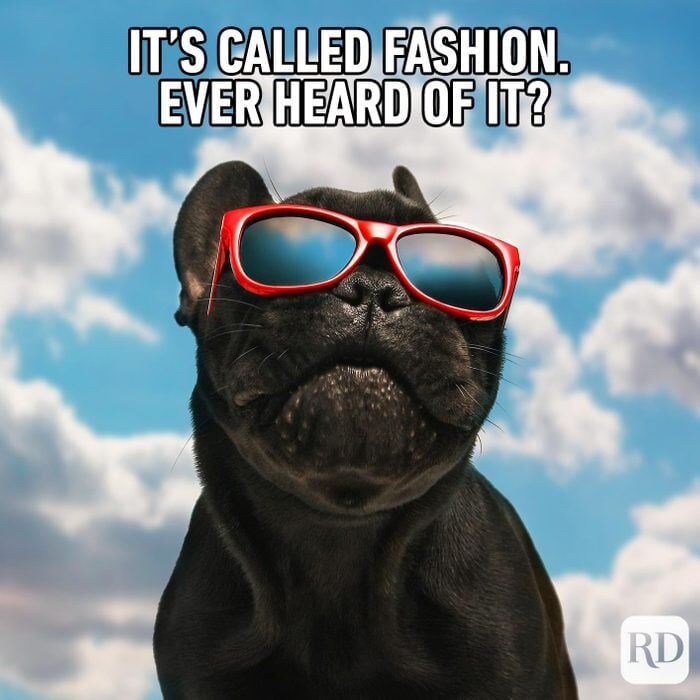 Happy #Friday! Let’s see your fashionable #Pets!
#PetMemes
#DogMemes