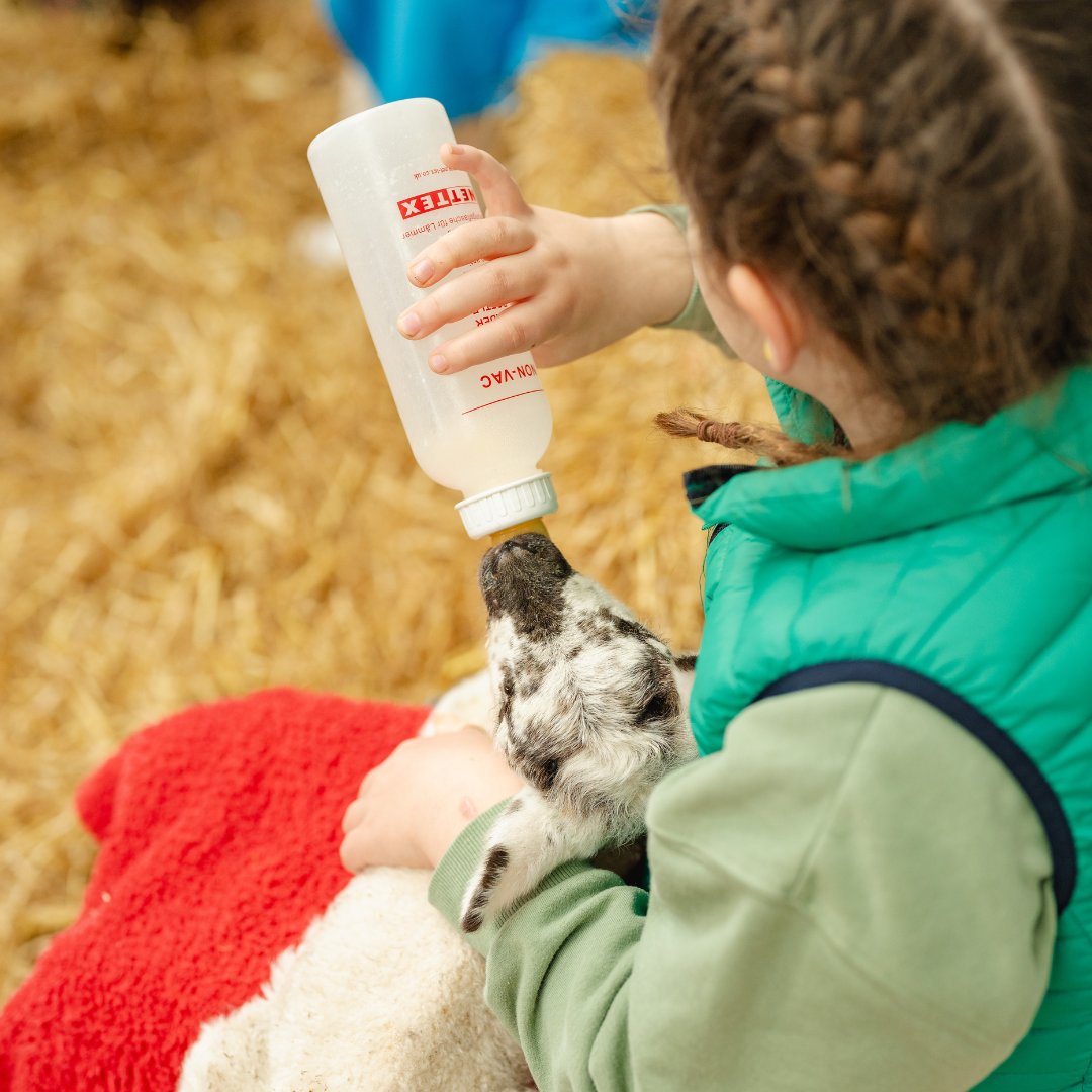 FoodMuseumUK's tweet photo. Due to demand, we're extending our lamb feeding sessions across Saturday 13 and Sunday 14! 🐑

Drop in sessions at 11.30 &amp; 15.00 both days. Included in museum entry.

https://t.co/lCv1IR7Dn4

#EasterActivity #LambFeeding #Suffolk #Stowmarket https://t.co/XckVu4sWht