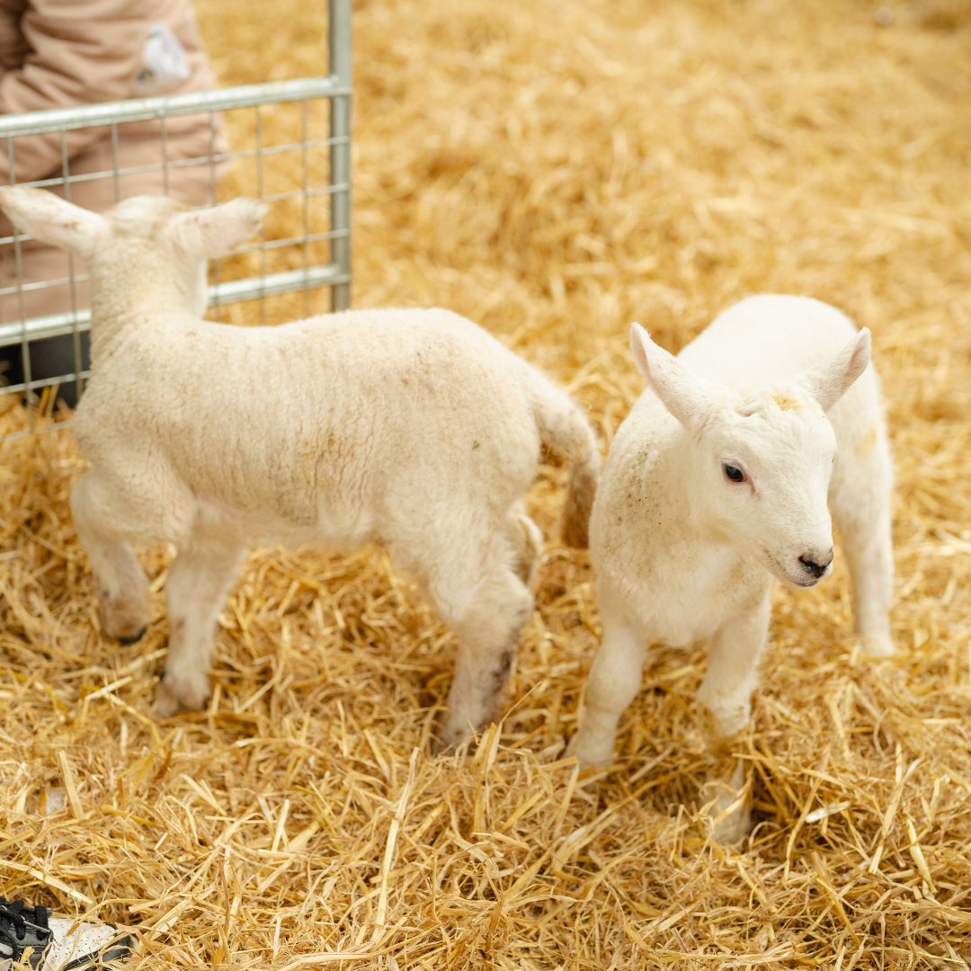 Due to demand, we're extending our lamb feeding sessions across Saturday 13 and Sunday 14! 🐑 Drop in sessions at 11.30 & 15.00 both days. Included in museum entry. foodmuseum.org.uk/events/easter-… #EasterActivity #LambFeeding #Suffolk #Stowmarket