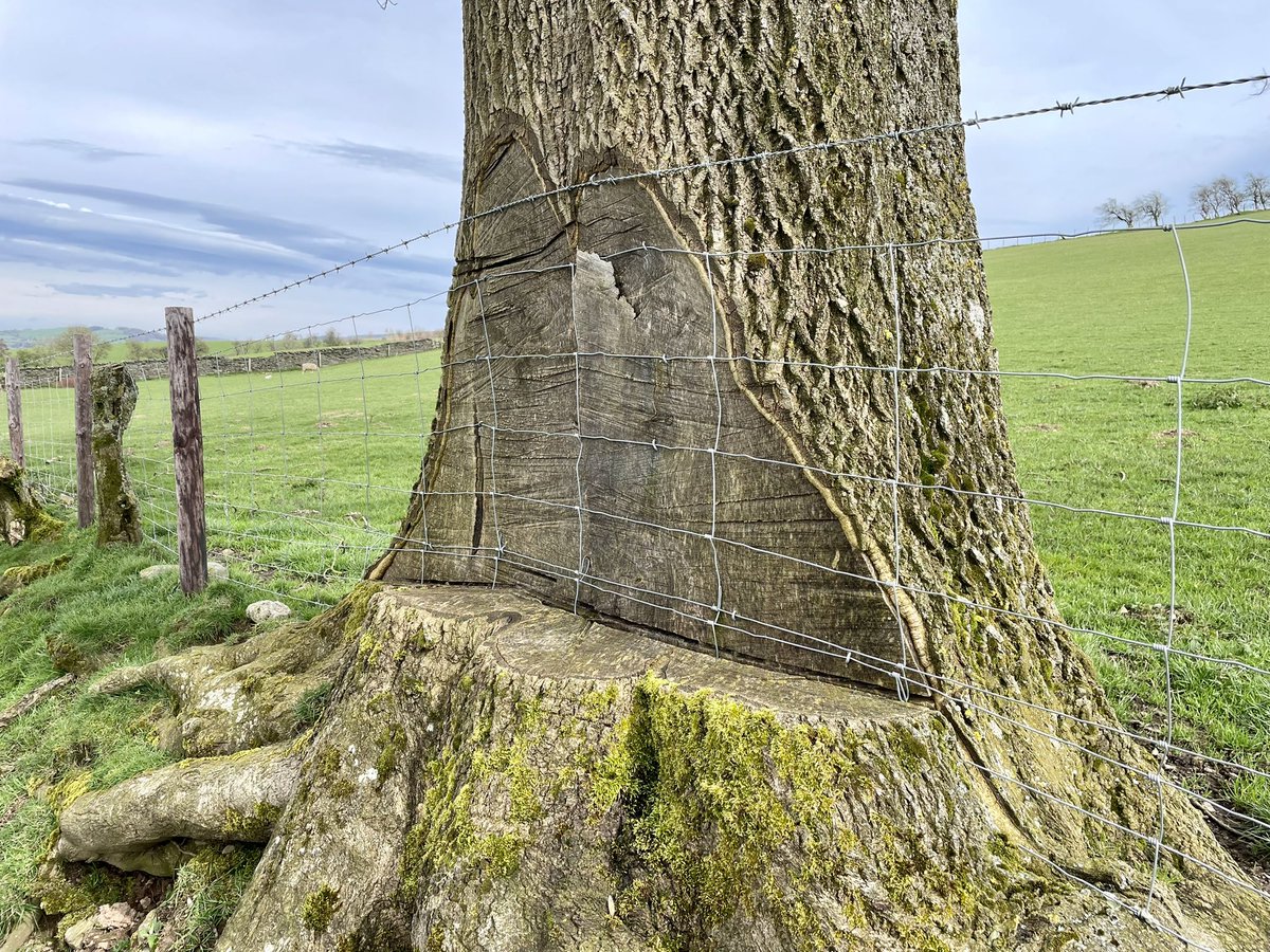 Great fencing job lads. 

No better visual metaphor for the attitude to nature from many around here.